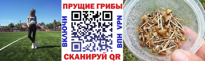 Галлюциногенные грибы Cubensis  Купить где  Белокуриха 
